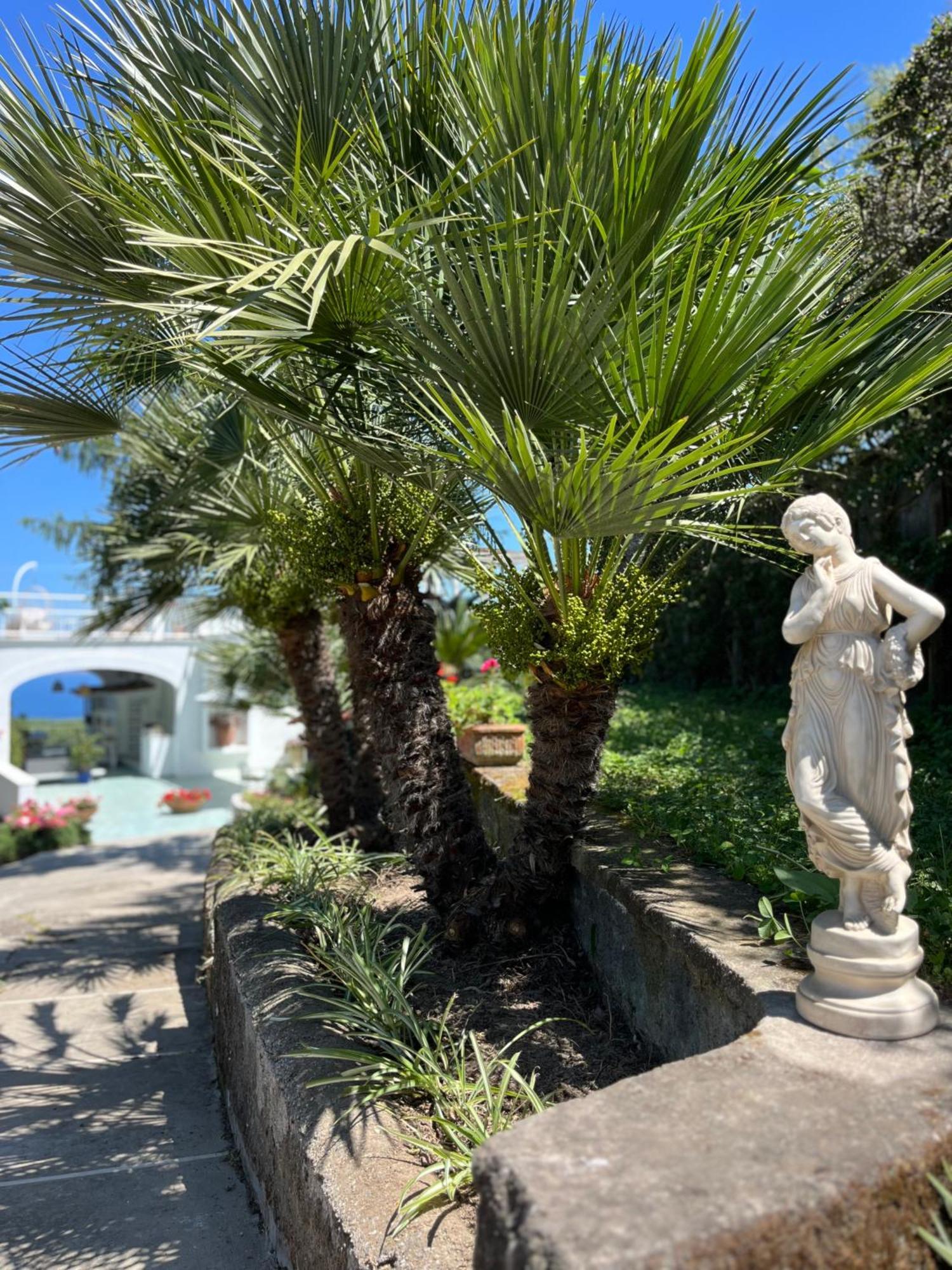 Готель Sorrento Olive Tree Garden Екстер'єр фото
