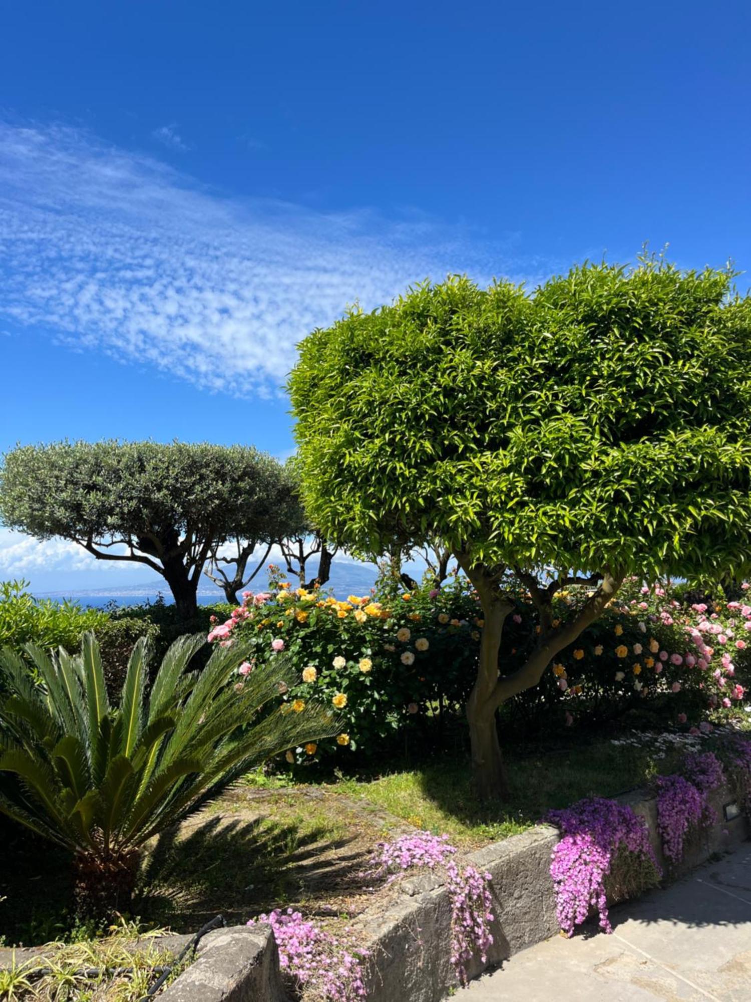 Готель Sorrento Olive Tree Garden Екстер'єр фото